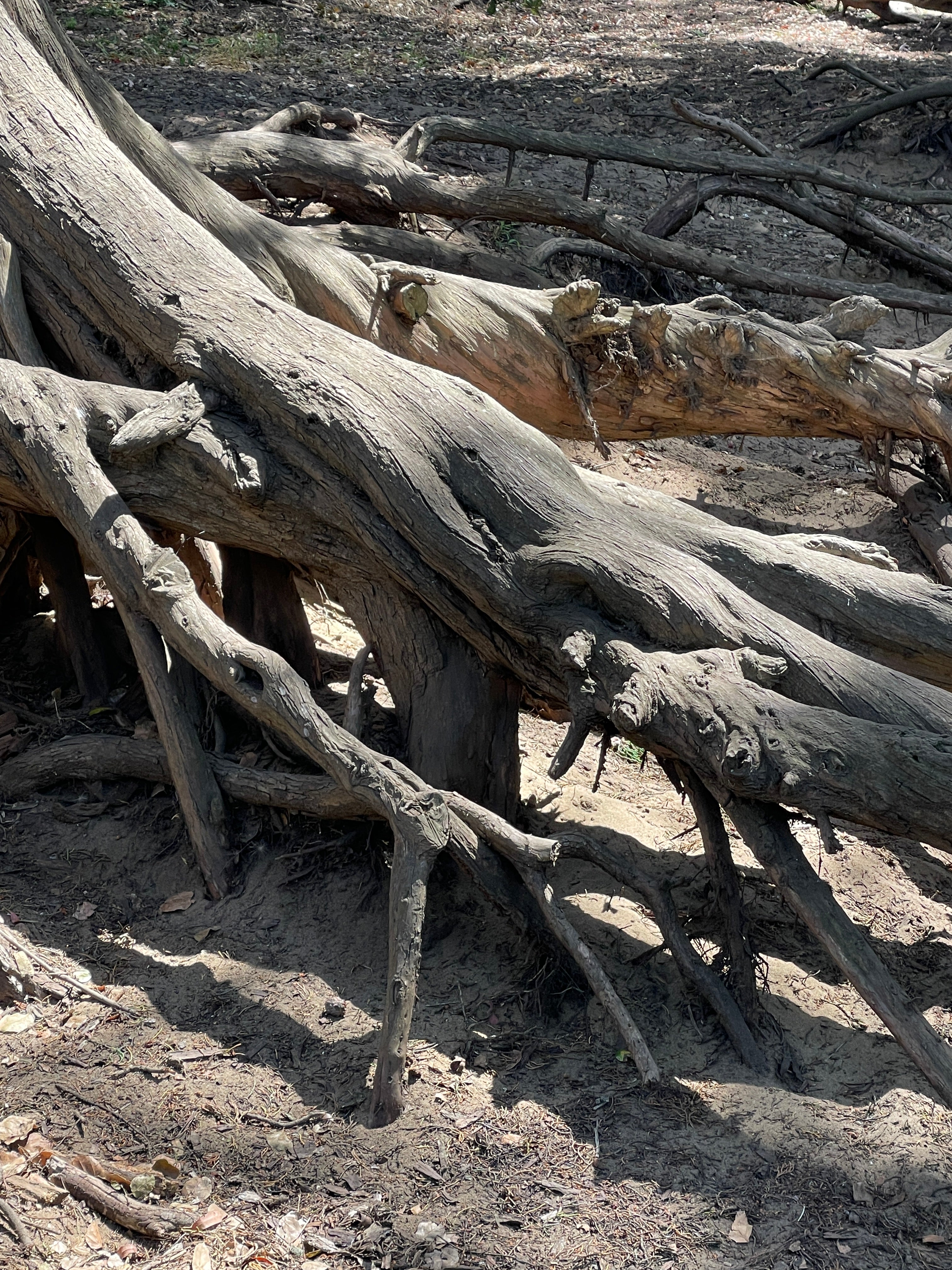EN ABSENTIA - Lisa Niedermeyer - Roots of Buena Vista Park