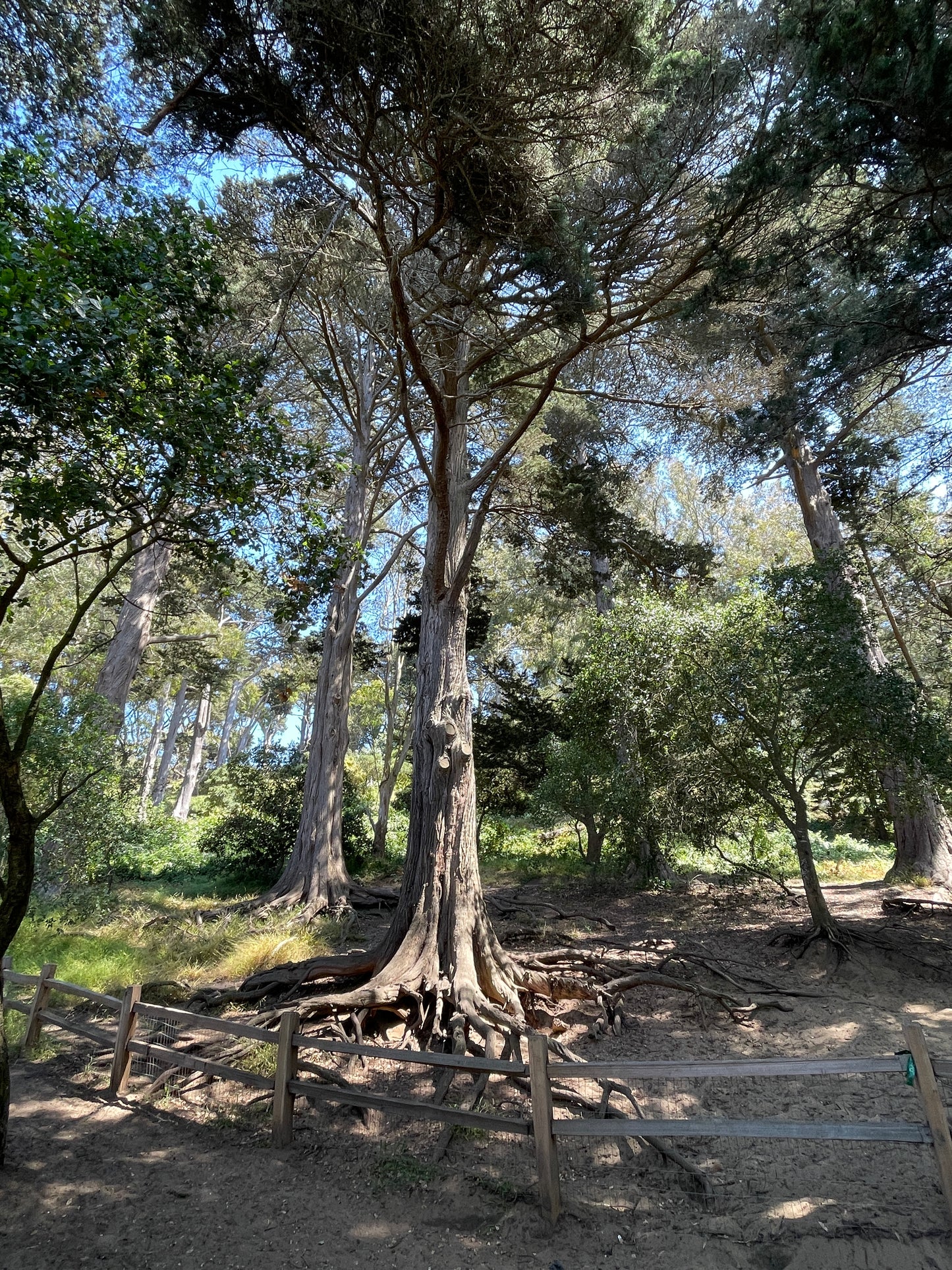 Lisa Niedermeyer - Roots of Buena Vista Park